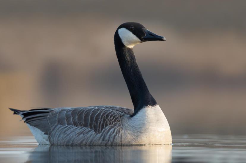 Canadese Gans